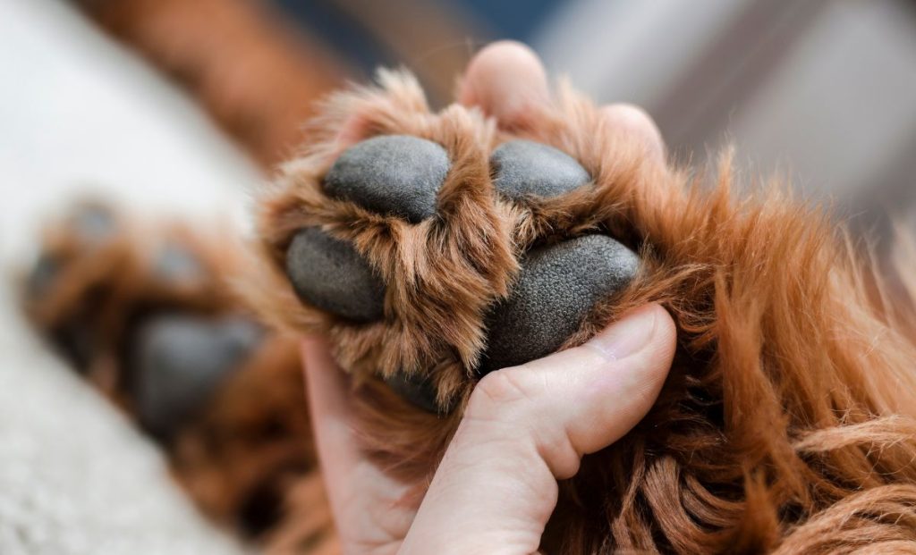 clean healthy dog paws