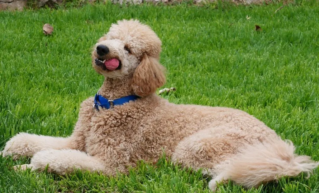 cream standard poodle