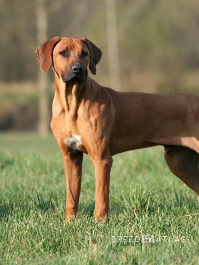 Rhodesian Ridgeback dog breed