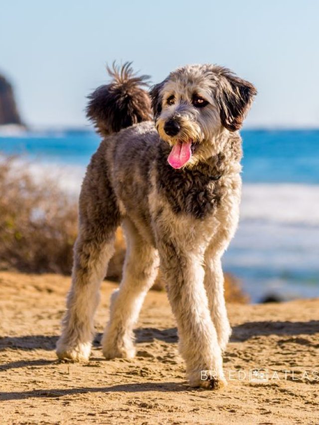 aussiedoodle australian shepherd poodle mix