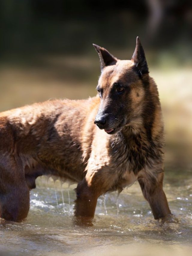 belgian malinois colors