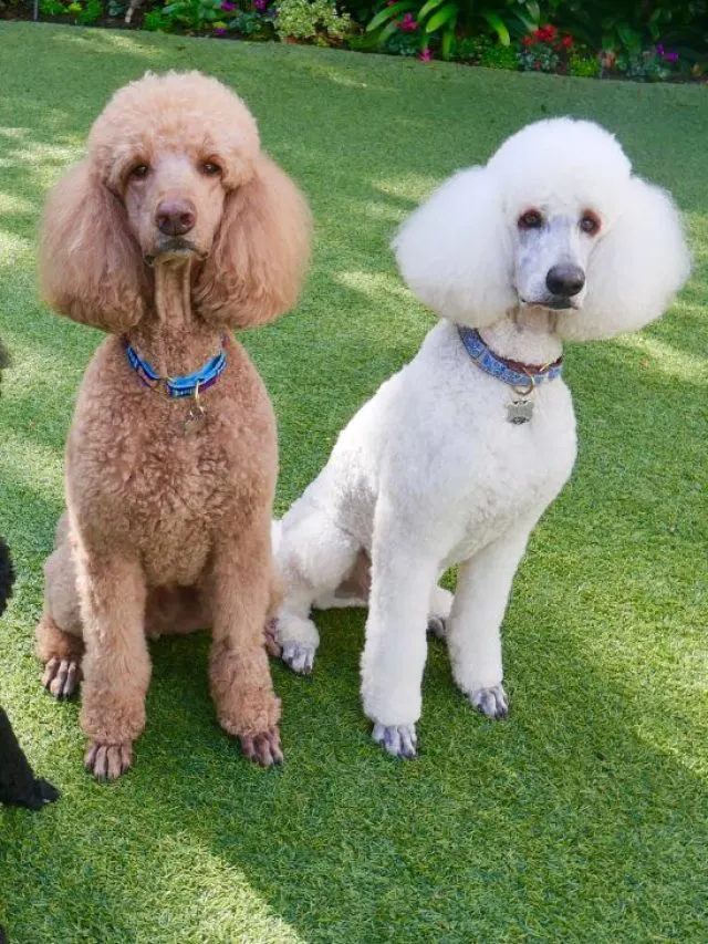 black cream and white standard poodles