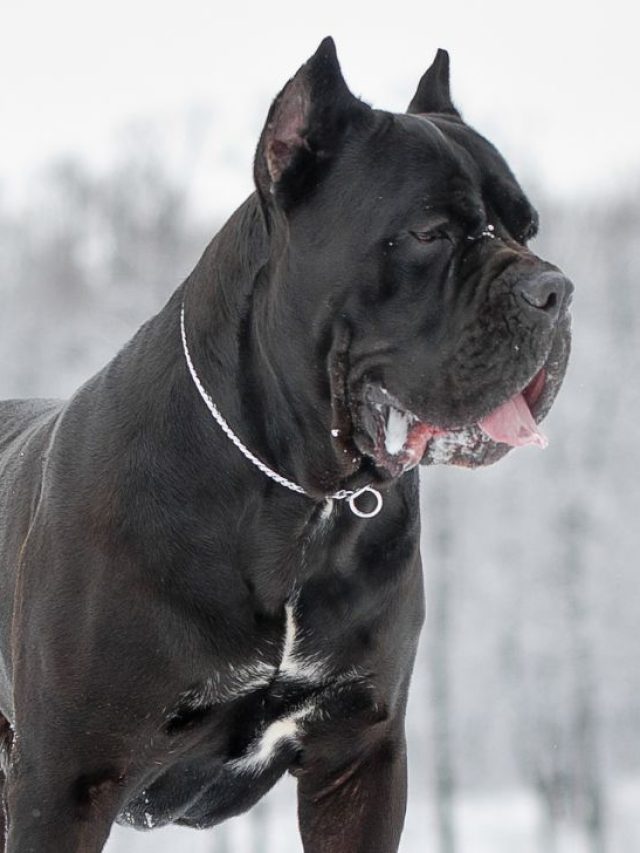 9 Cane Corso Mixes You Do Not Want To Miss