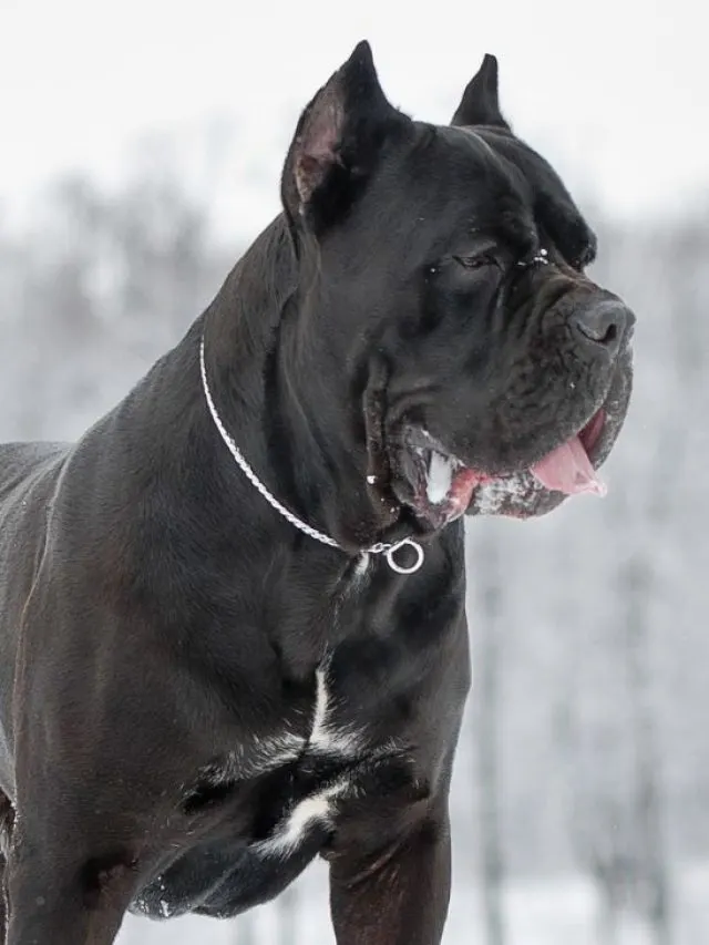 cane corso breeders ontario