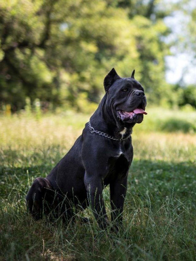 cane corso dog breed