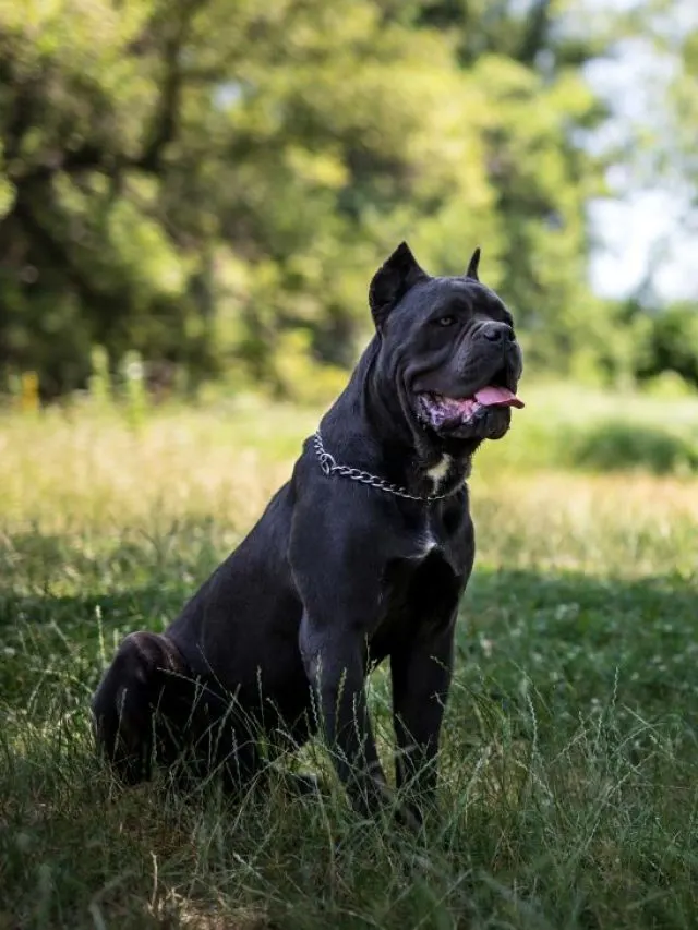 cane corso dog breed