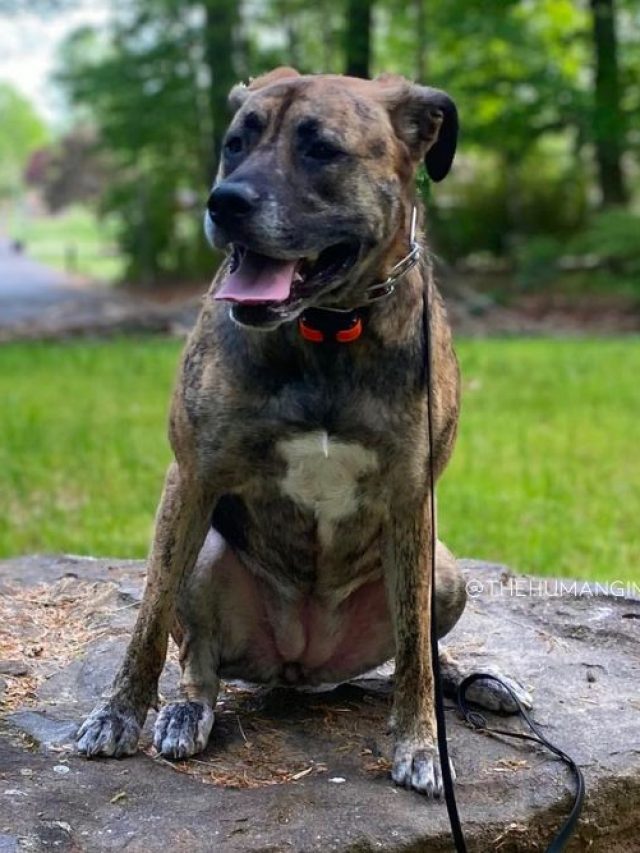 german shepherd cane corso mixed breed