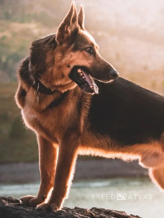 german shepherd in nature