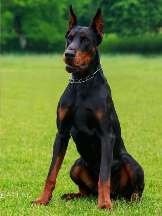 german shepherd or doberman