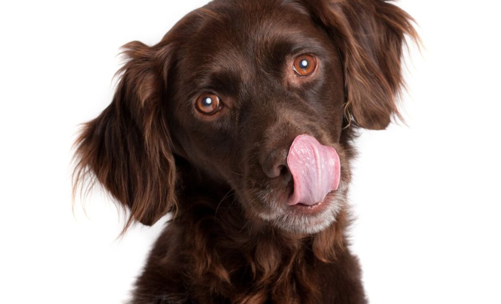 cute brown dog licking mouth