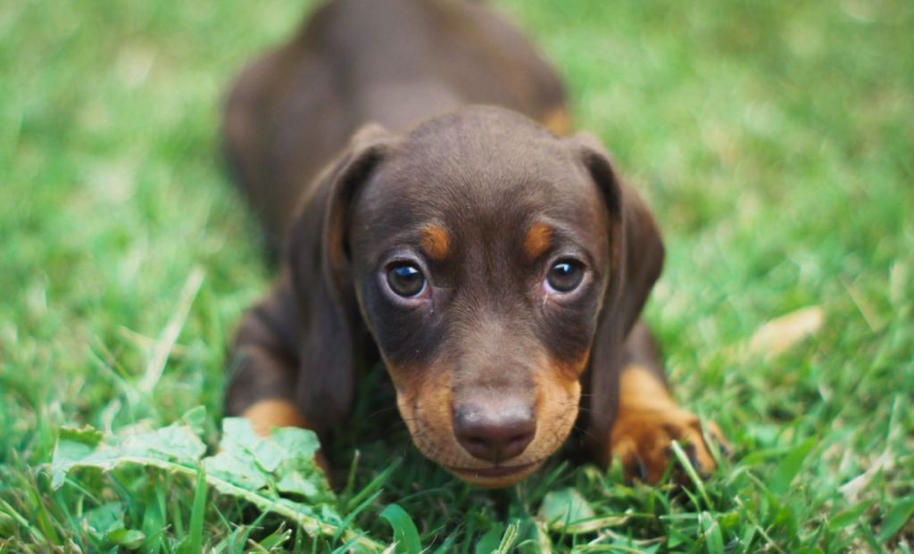 dachshund puppy in grass