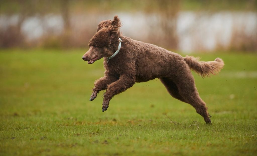 dark brown standard poodle