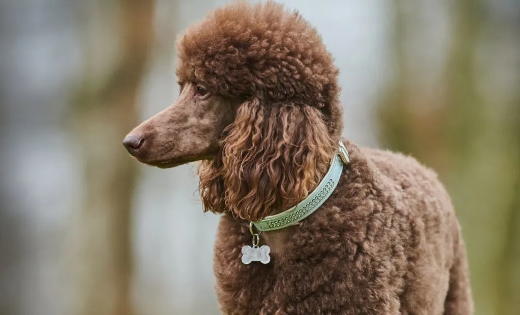 dark brown standard poodle color