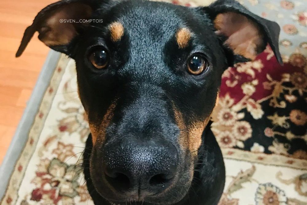 doberman basset hound mix