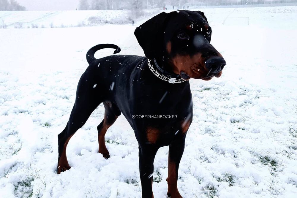 doberman beagle mix