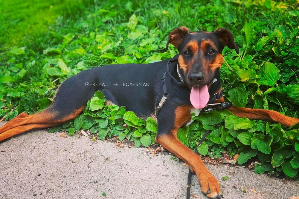 doberman boxer mix