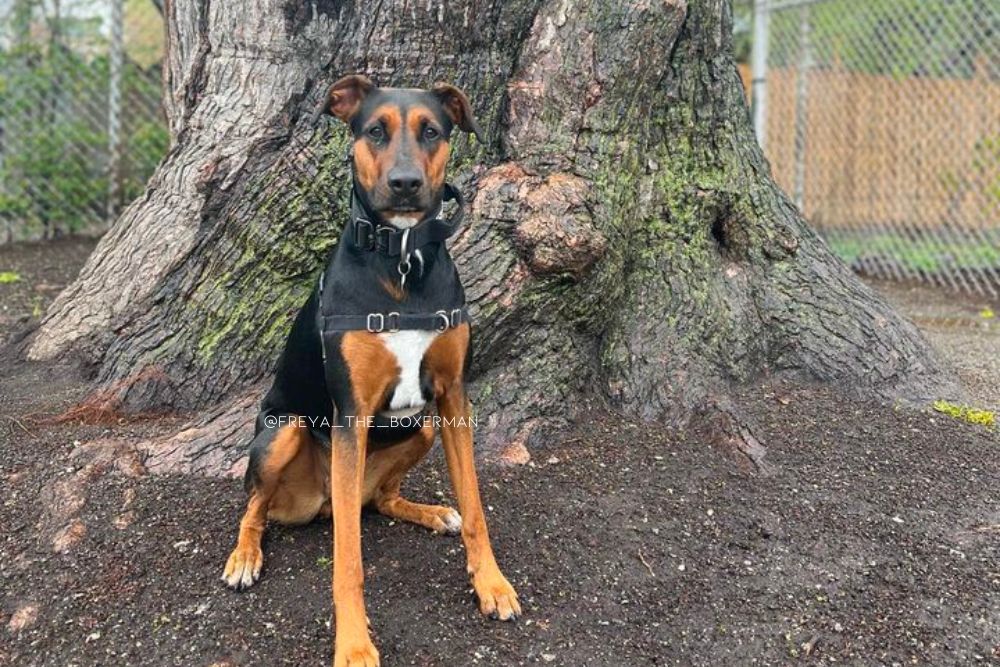 doberman boxer mix