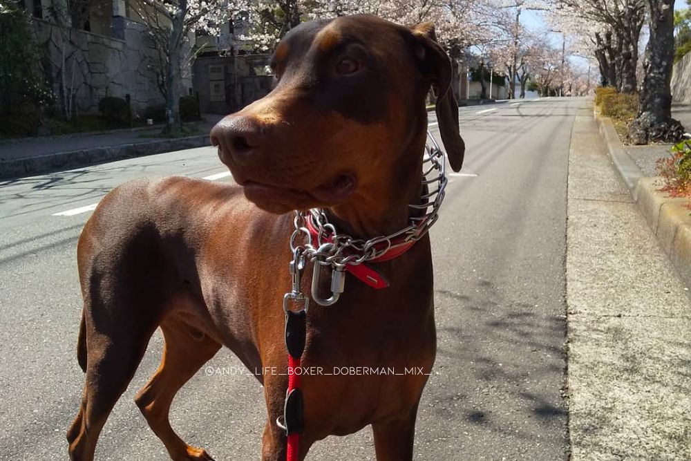 doberman boxer mix