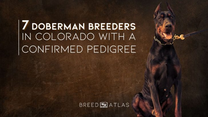 7 Doberman Breeders In Colorado With A Confirmed Pedigree