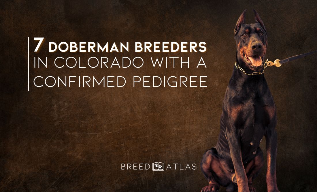 best doberman breeders colorado