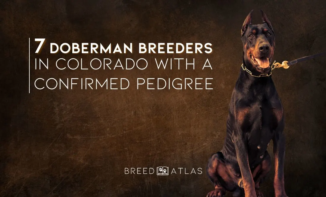 best doberman breeders colorado