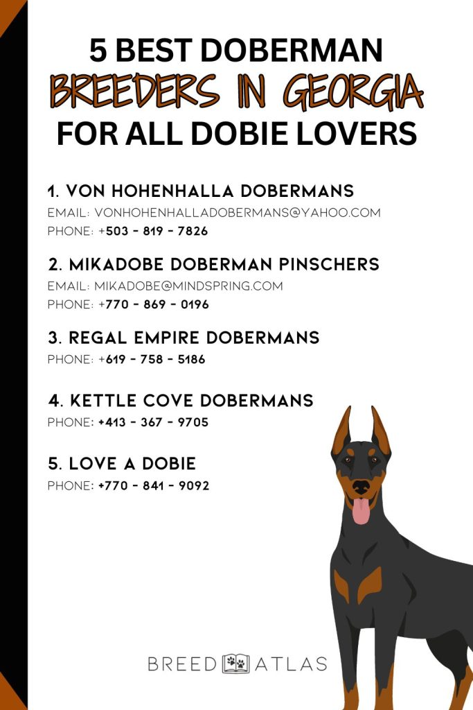 doberman breeders georgia