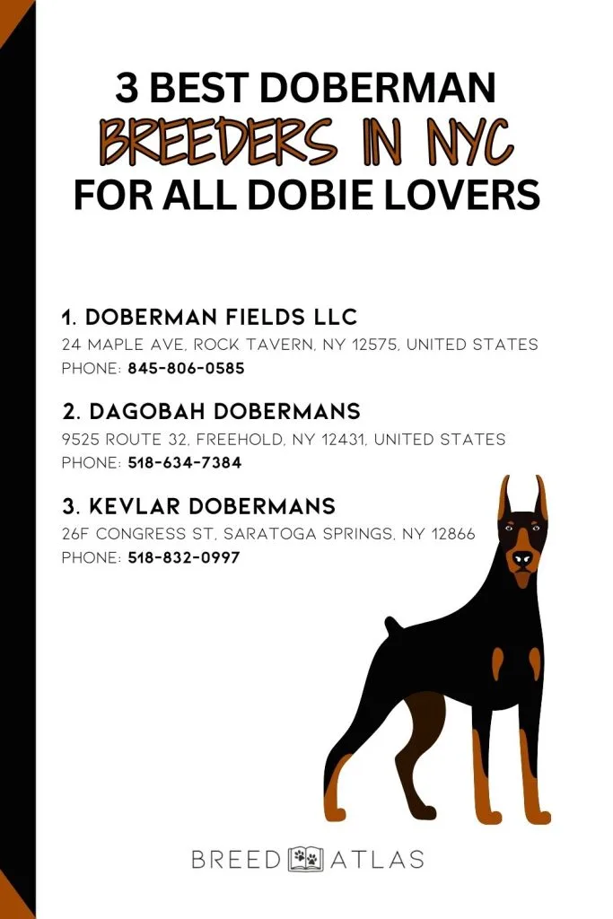 best doberman breeders nyc