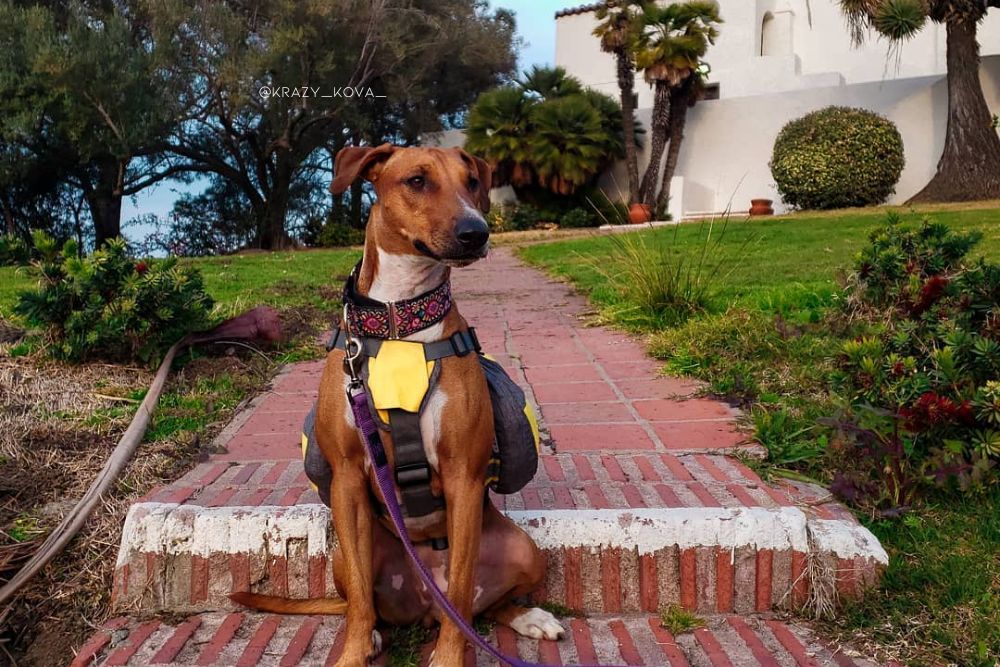 doberman bull terrier mix