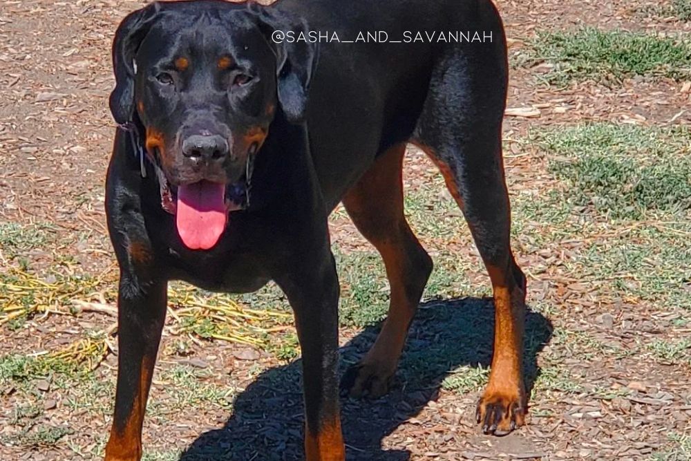 doberman cane corso mix