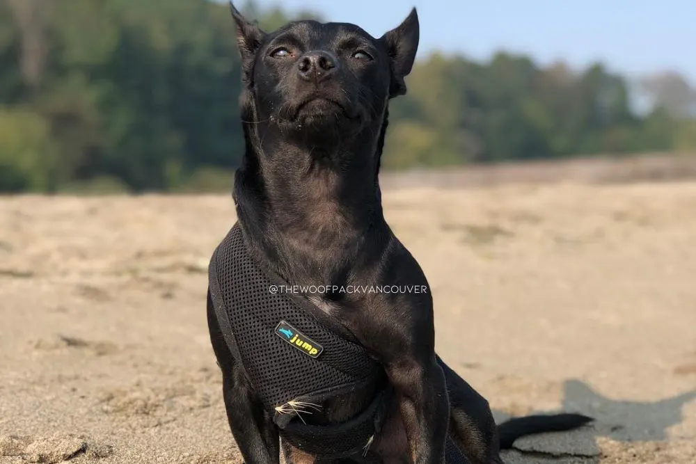 doberman chihuahua mix