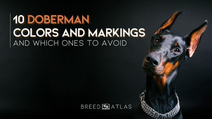 10 Doberman Colors And Markings And Which Ones To Avoid