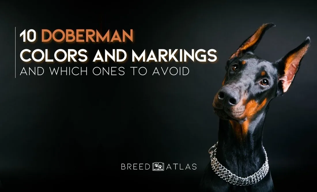 doberman colors and markings