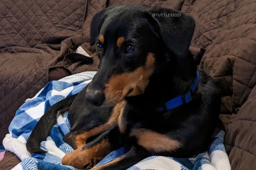 doberman corgi mix