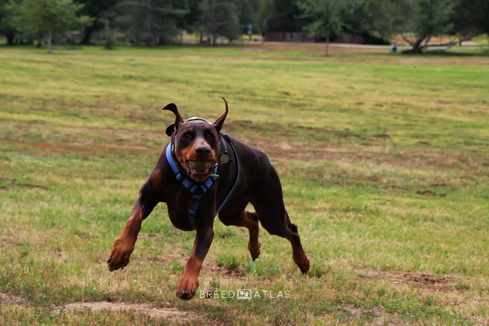 doberman dog breed training