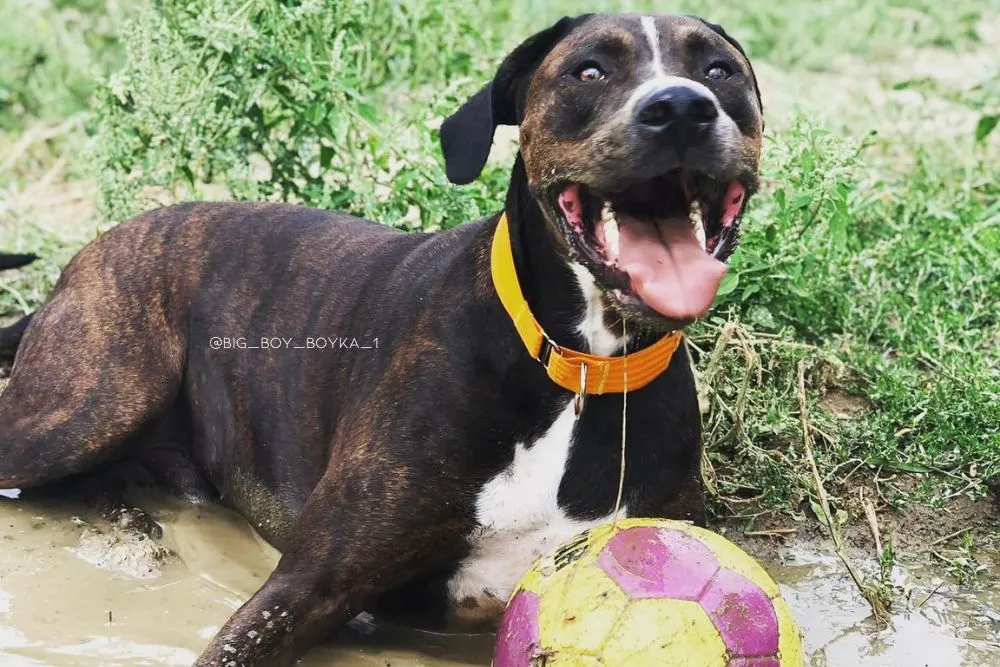 doberman dogo argentino mix