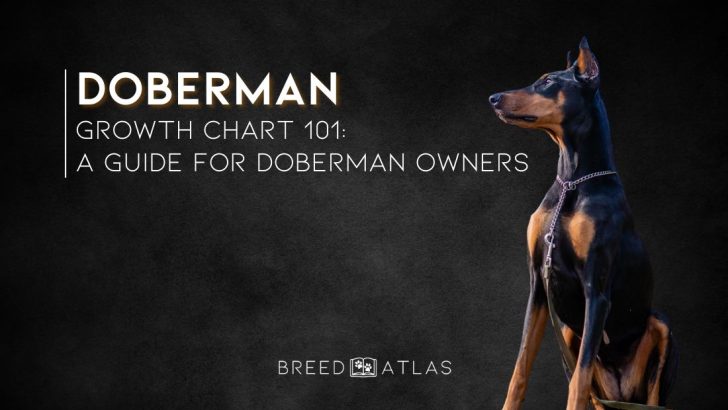 Doberman Growth Chart 101 A Guide For Doberman Owners