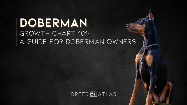 Doberman training shops guide