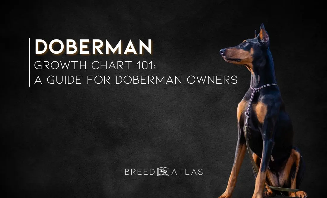 doberman growth chart