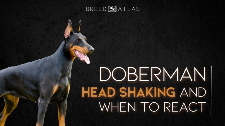 Doberman Head Shaking And When To React