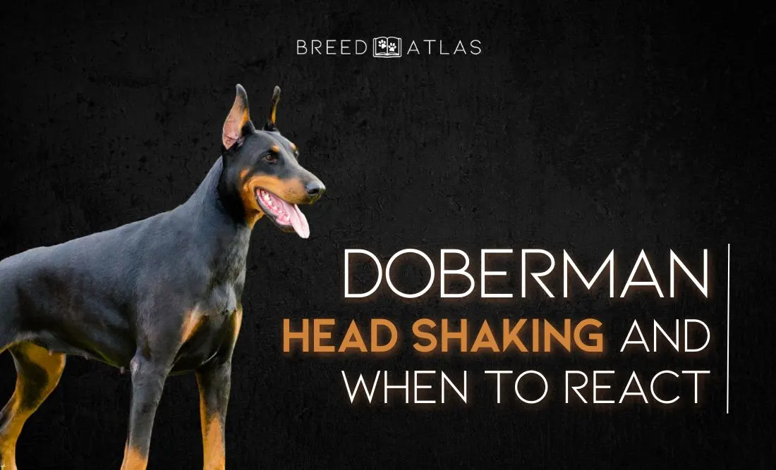 doberman head shaking