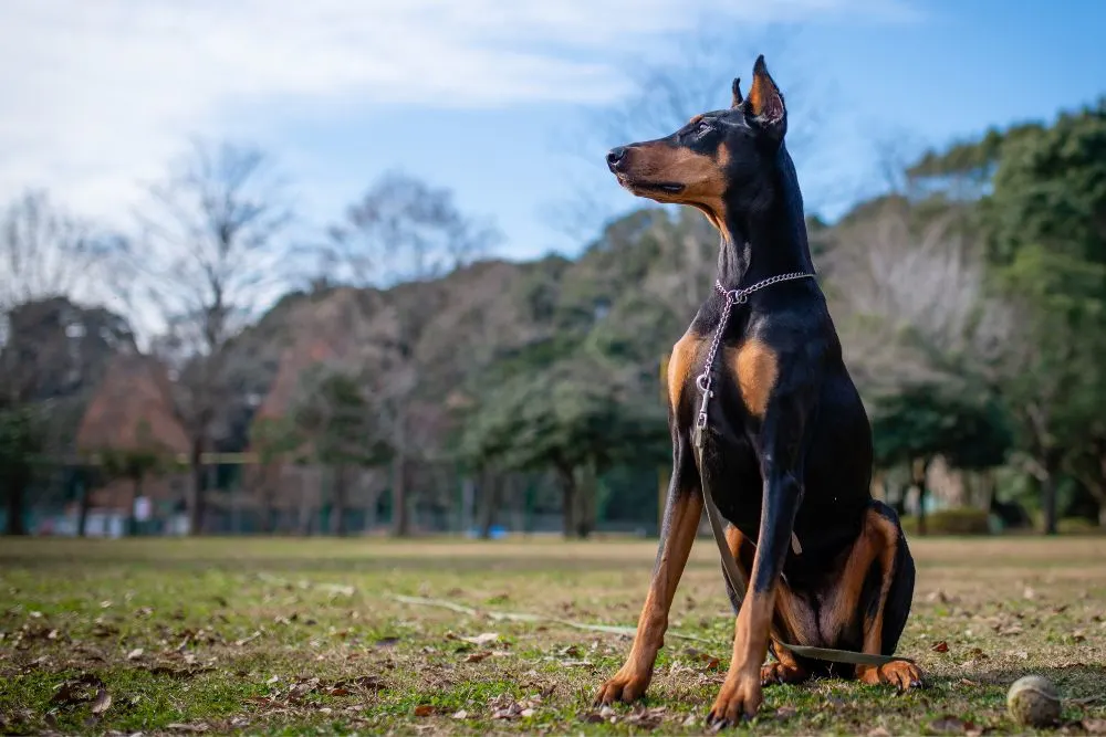 doberman in nature