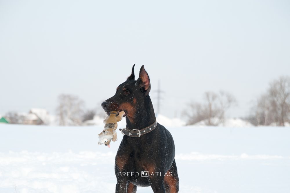 doberman in the snow