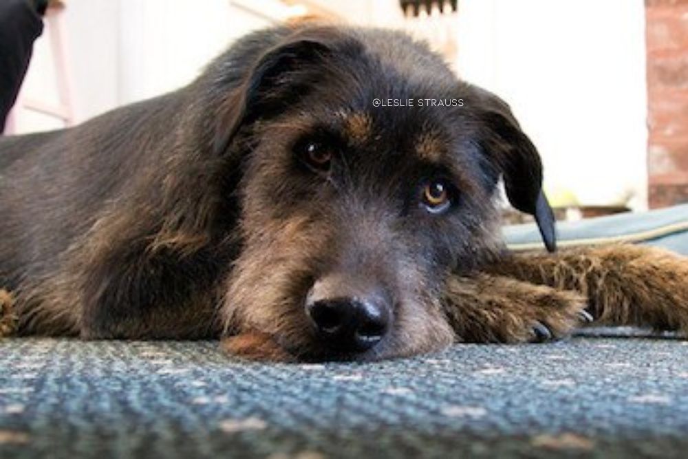 doberman irish wolfhound mix