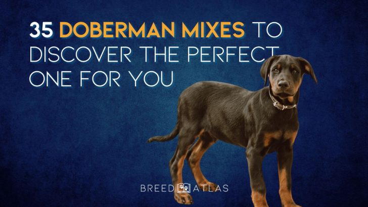 35 Doberman Mixes To Discover The Perfect One For You