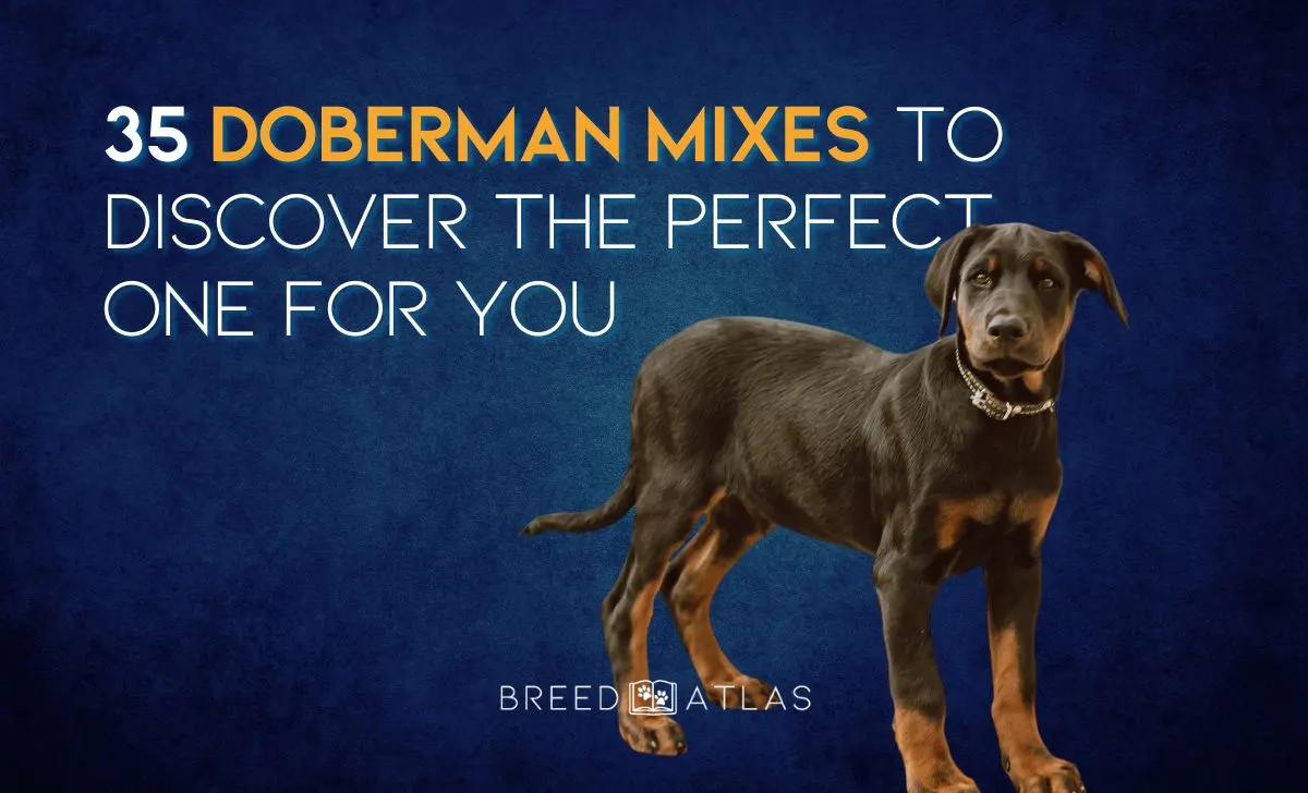 doberman mixes