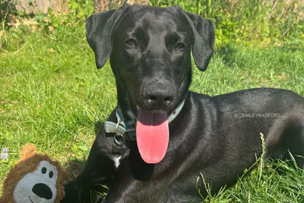 doberman newfoundland mix