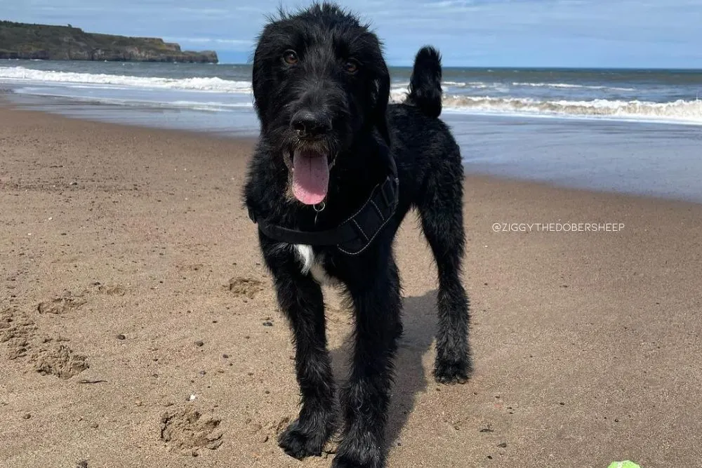 doberman old english sheepdog mix