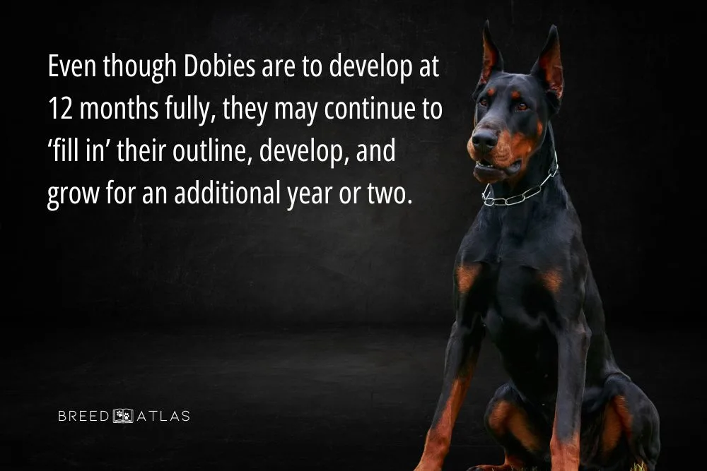 Doberman Growth Chart 101 A Guide For Doberman Owners