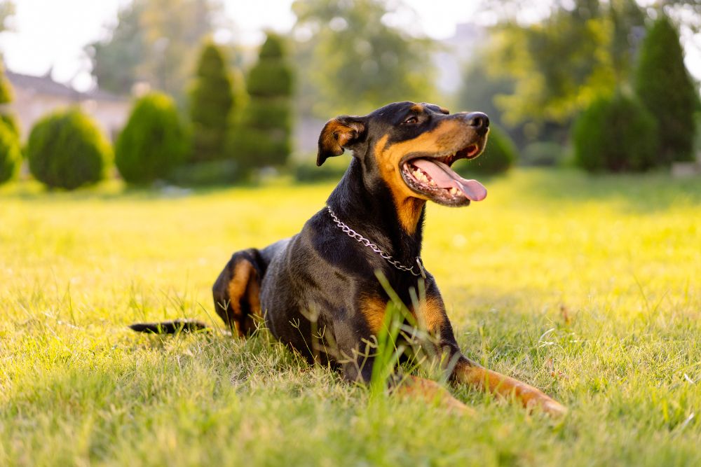 doberman pinscher in nature taking rest