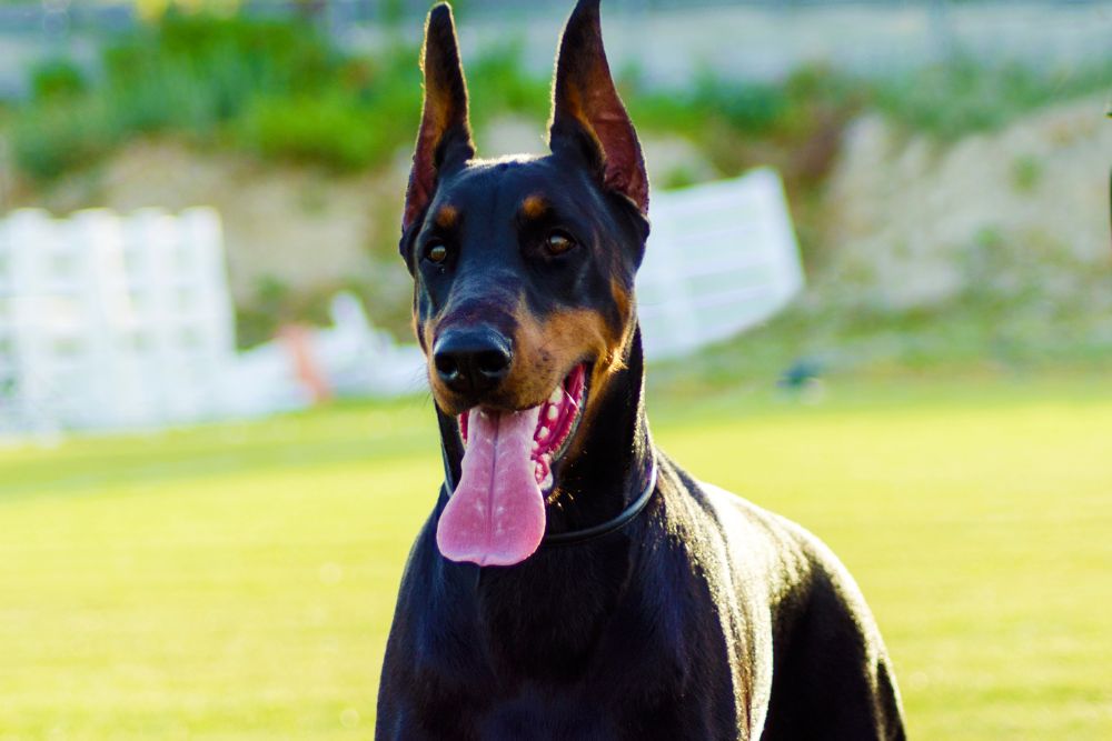 doberman pinscher in nature